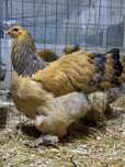Pui de gaina pui mici Brahma Italiana Jersey Giant Australorp Marans