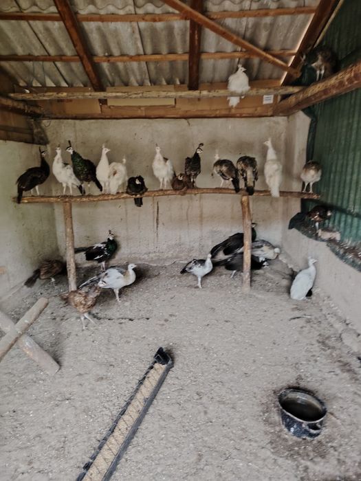 Disponibili pui de pauni