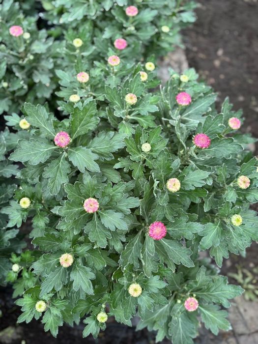 Crizanteme si Panselute