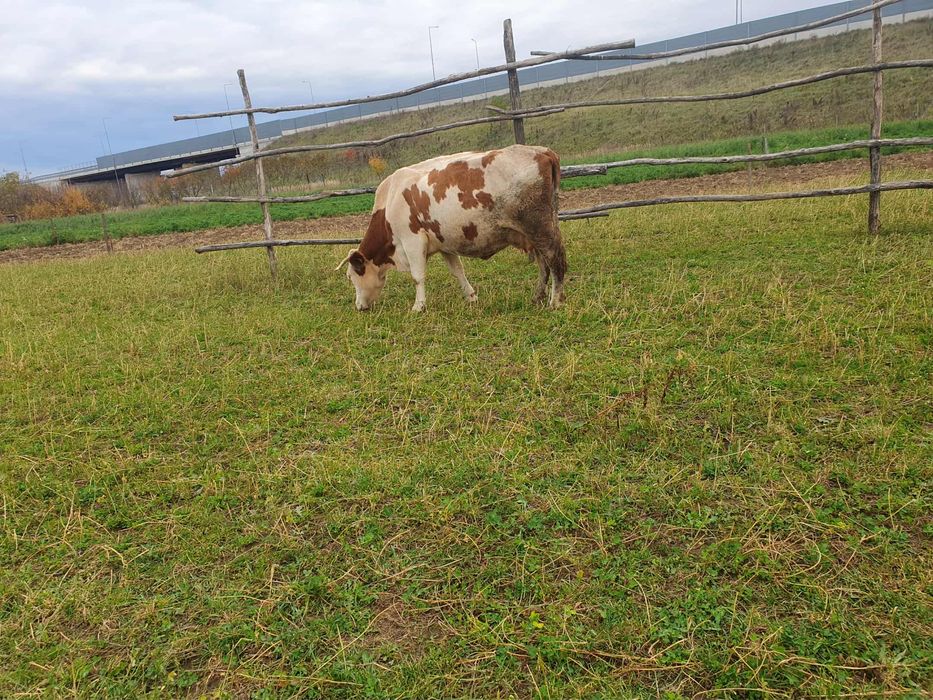 Vand 2 vaci de lapte