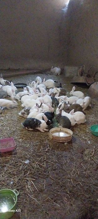 Тела гаплашамиз сони куп