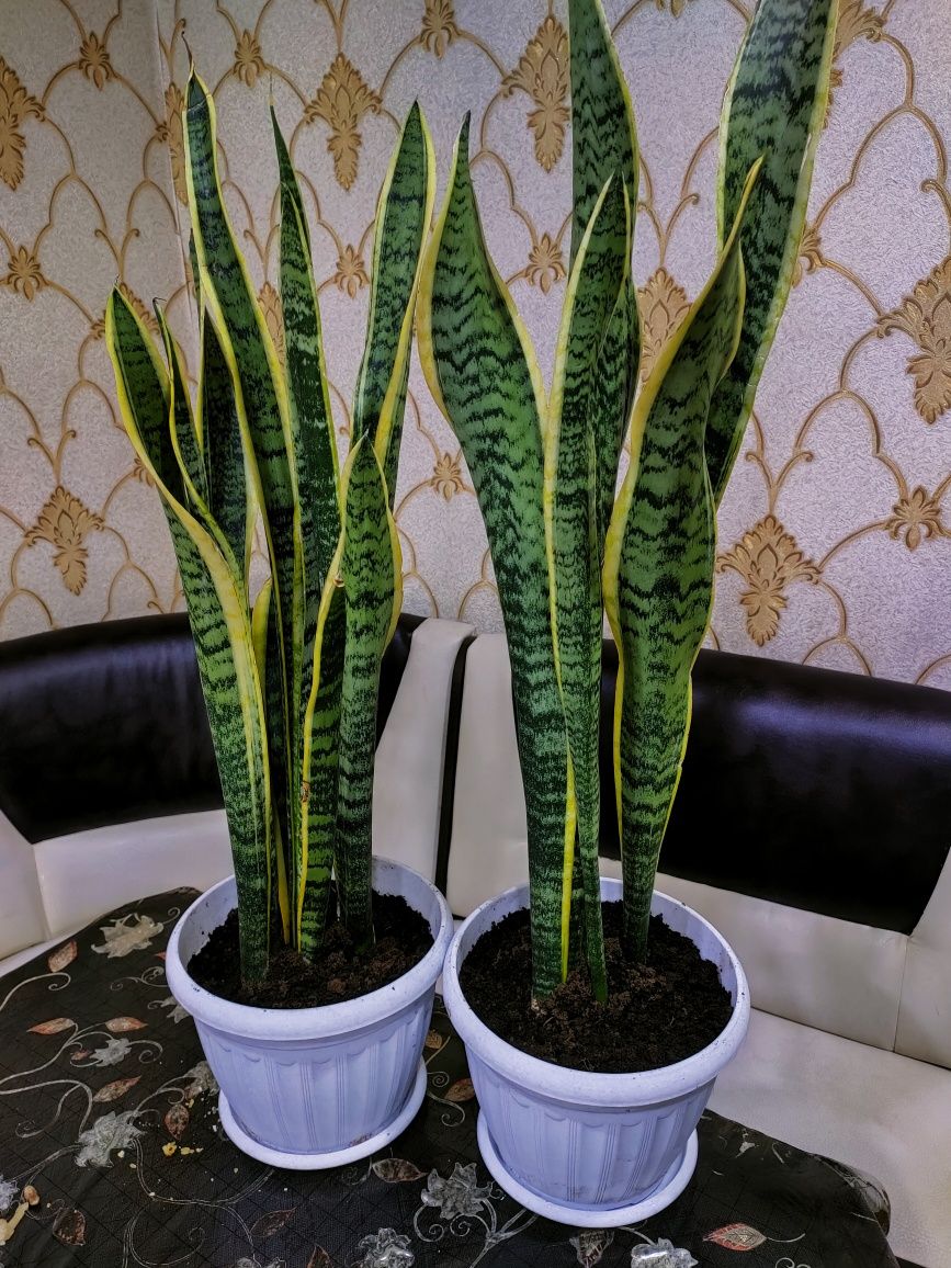 комнатные растения, доставка