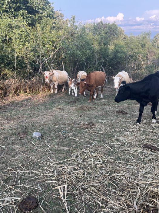 Vand juninca gestanta 3500 lei