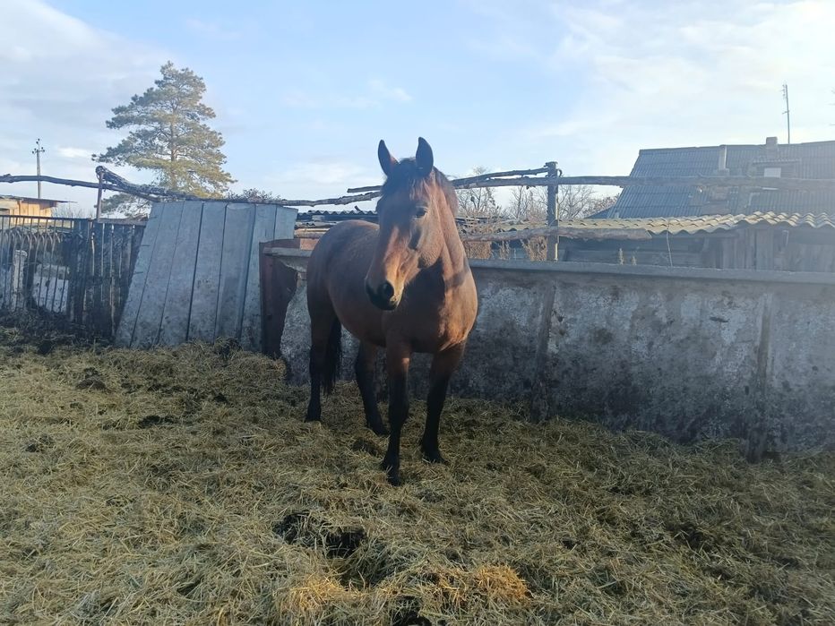 Продам тяжеловозных кабал