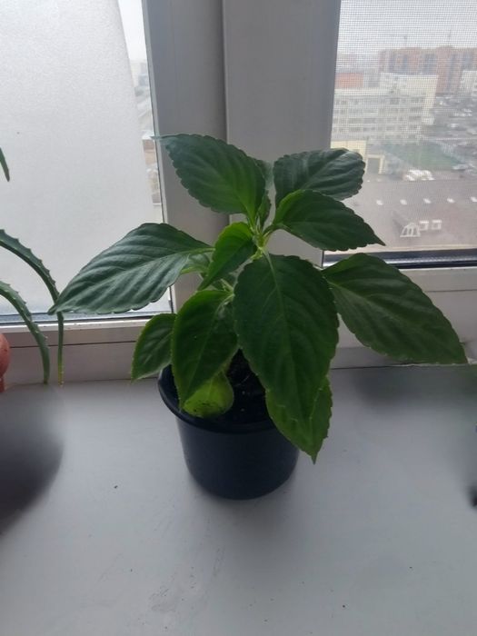 Бальзамин укорененный