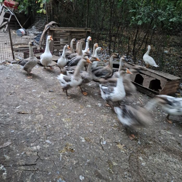 Rate românești și gâște lesesti.