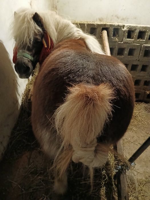 Vând ponei de 6 ani