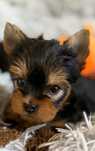 Yorkshire Terrier pedigree ACHR/FCI