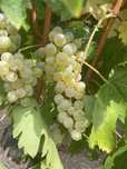 Struguri de vin Recas