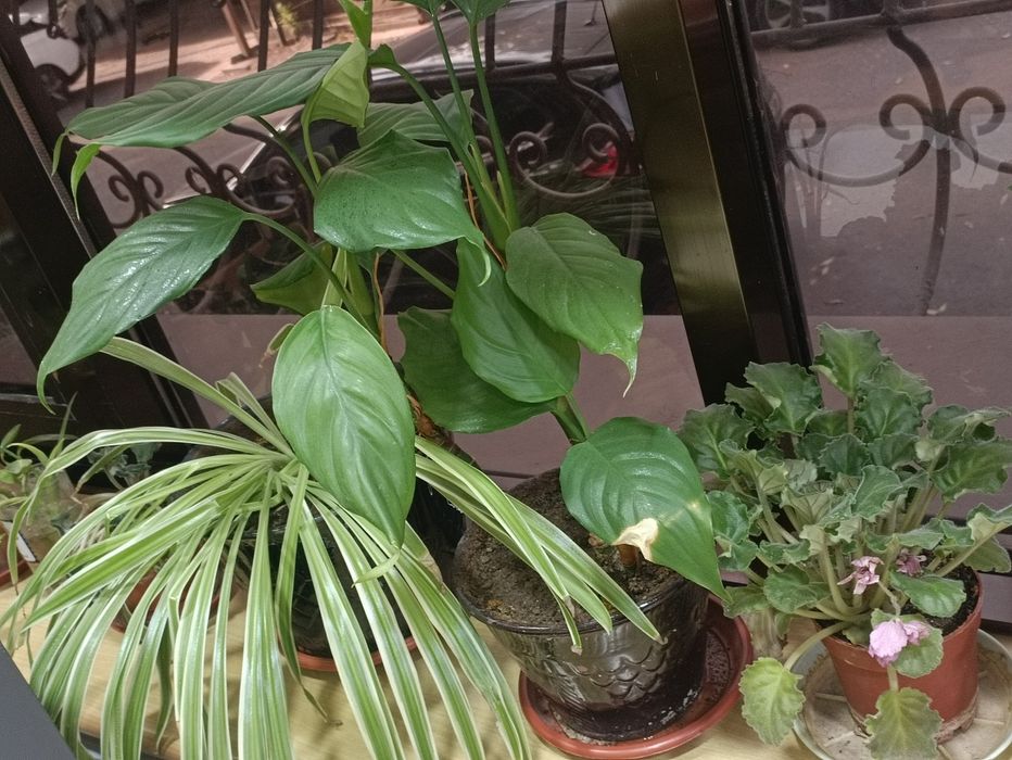 Продам цветы комнатные любой 30000 сум