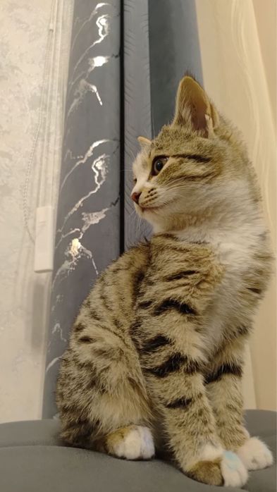 Zotli toza mushuklar