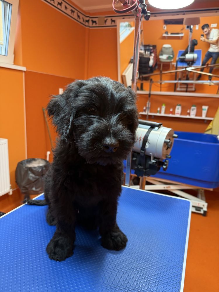 Puiut Schnauzer Urias , 12 sapt. , mascul.