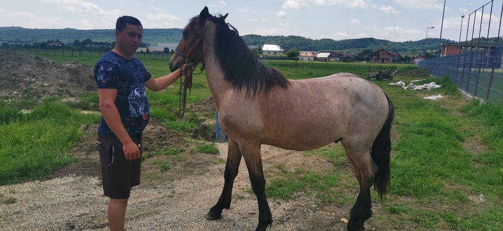 Vând mânz de un an și 5 luni