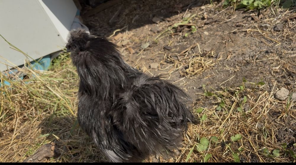 Cocoși si perechi matase japoneza