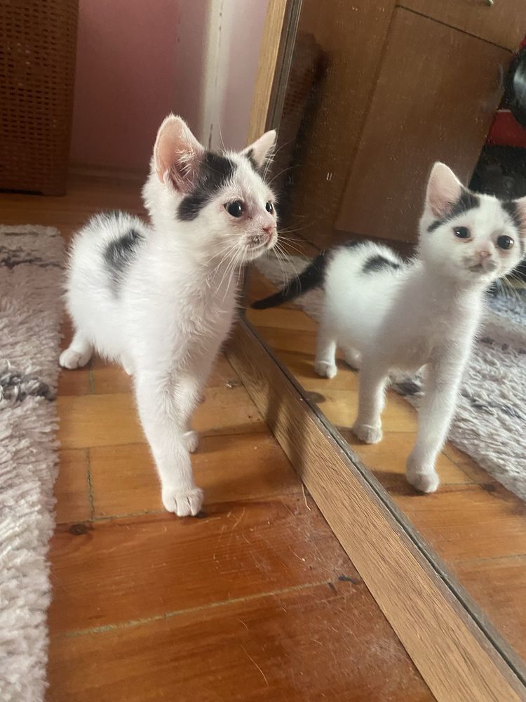 Подарявам котенце на 3 месеца.