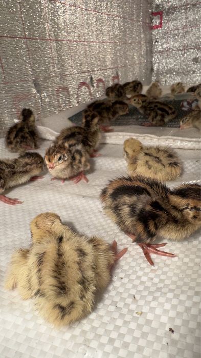 Бодене балапандары сатылад