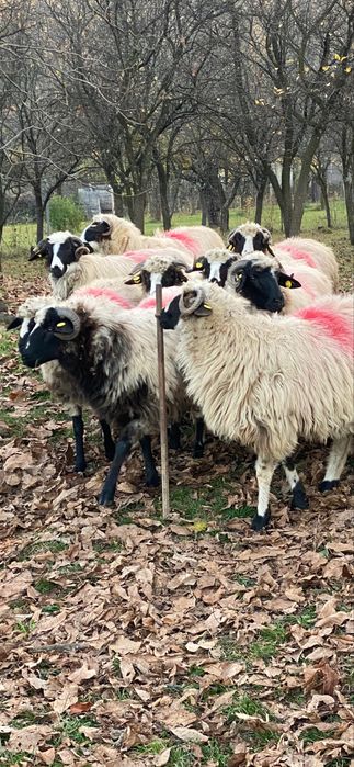 Mieluțe breze de Hațeg.