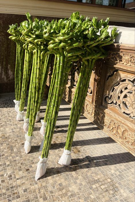 Бамбук Dracena Sanderiana Китай