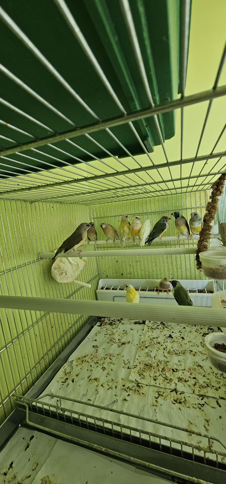 Гулдови  амадини 12 бр.