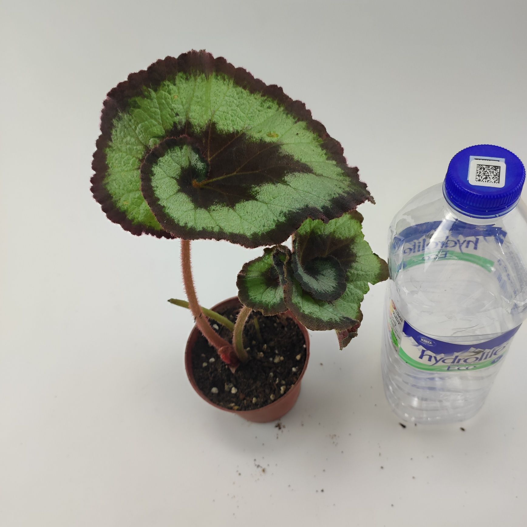 Karaleveskiy begonia detkalari