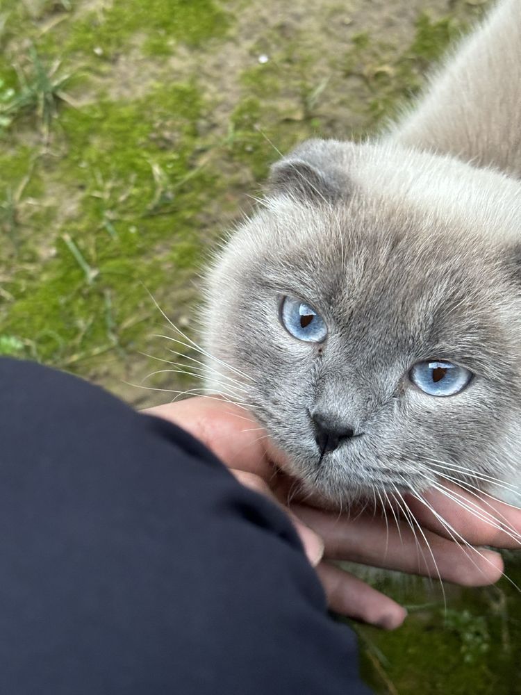 Скоттиш фолд, 1 йош сотилади