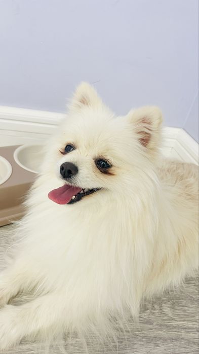 Продается шпиц девочка,приручить очень легко и с вещями