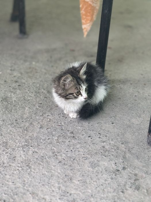 Котята Отдадим в хорошие ручки