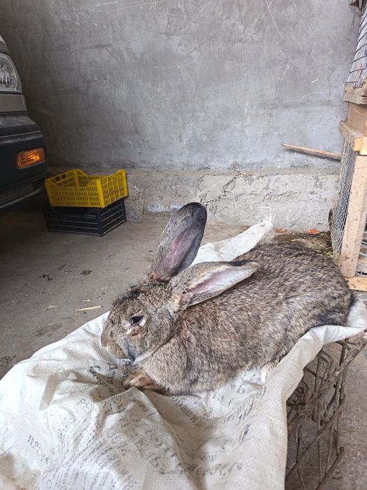 Falander nar quyon sotiladi