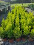 Producator vand diferite plante ornamentale