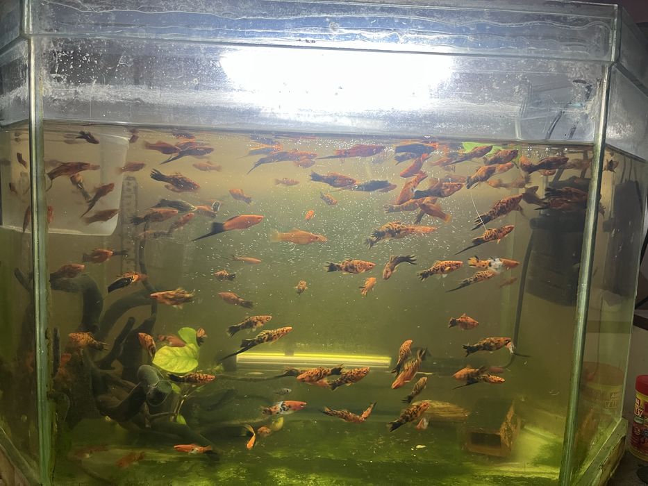 vand/schimb pesti xifo