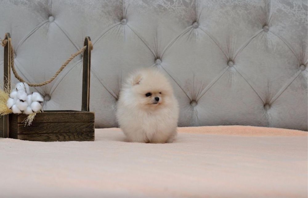 Pomeranian cu pedigree!