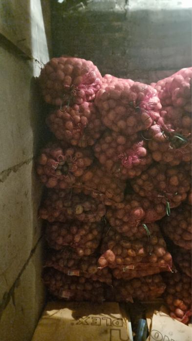 Продам картофель