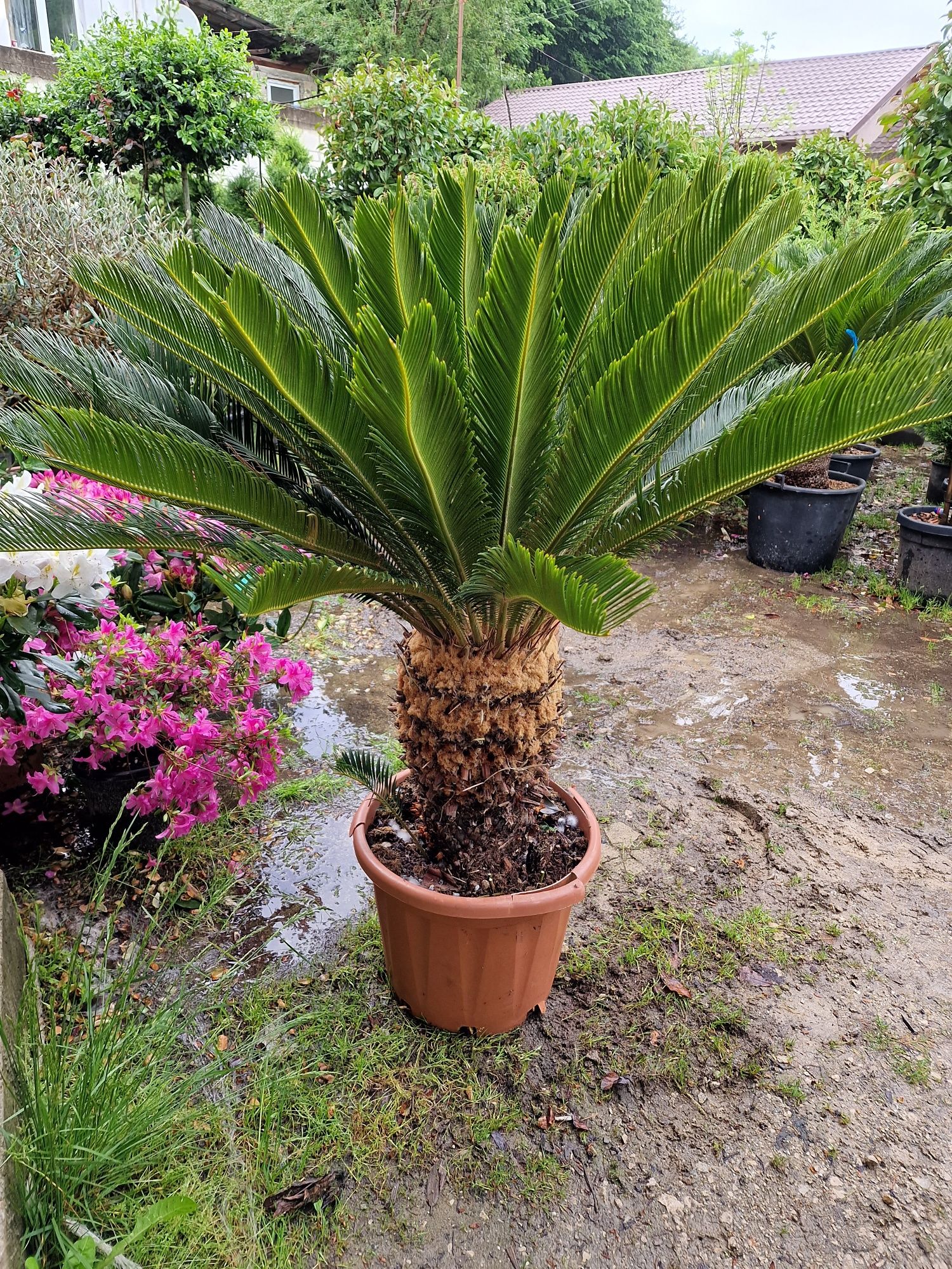 Cycas revoluta, palmieri.