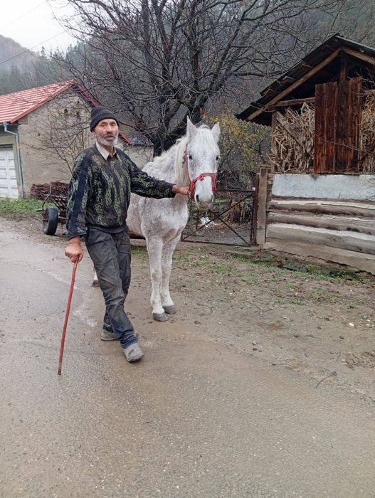 Iapă de vînzare Lăpușnicu Mare
