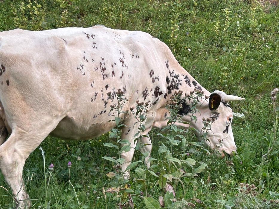Vând 2 vaci împreună sau separat