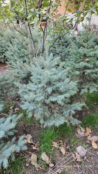 Премиум голубая ель colorado spruce голубая арча ел goluboy archa el