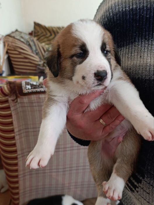 Продаются щенки азиатского Алабая