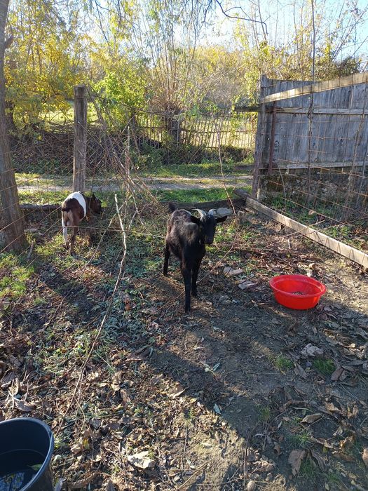 Vand iezi buni la carne