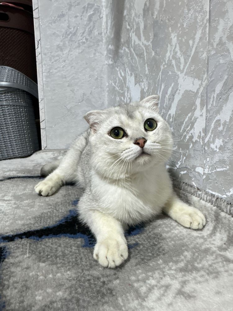 Scottish fold chinchilla mushik sotiladi