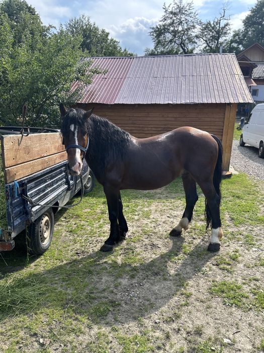 Armasar 10 ani de vanzare