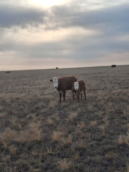 Продаются коровы с телятами