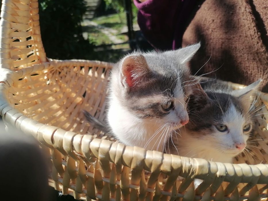 Donez pisoiaşi fetiță si baiețel