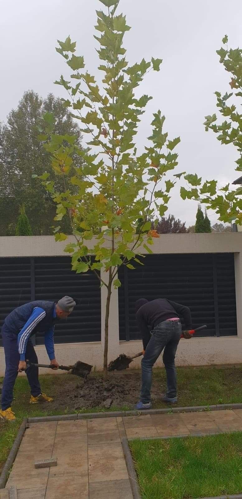 De vanzare arbori pentru gradina ( catalpe,magnolii,tei,platan etc )