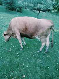 Vacă de vânzare și o vitea bălțată