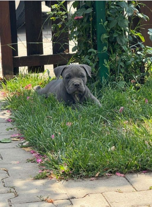 Pui cu pedigree exceptionali