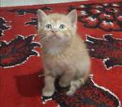 British shorthair