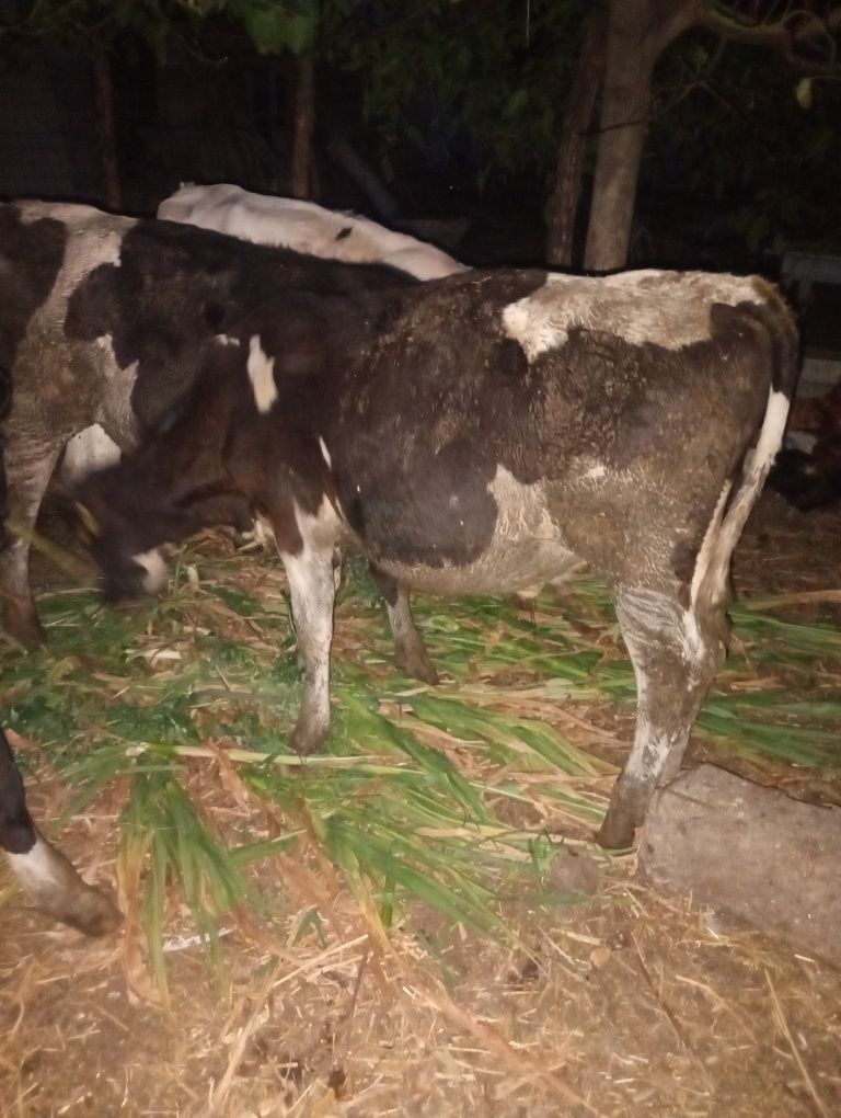 Vând 5 tăurași mai multe detalii la telefon