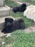 Chow chow mascul 8 saptamani