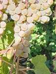 Vand struguri hibrid