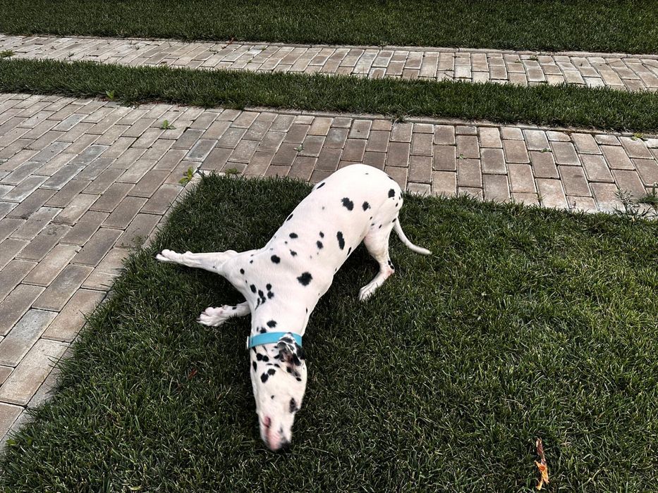 Caine dalmatian adoptie